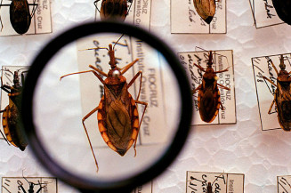 Plataforma pretende reunir pesquisas sobre a Doença de Chagas