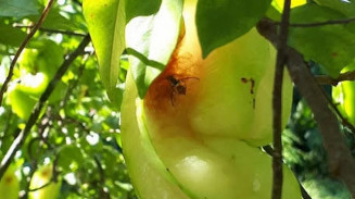 Pesquisadores produzem bioinseticida contra mosca-das-frutas