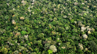 Desmatamento anual da Amazônia tem queda de 22,3%