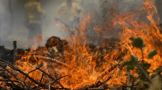 Incêndio no Pantanal tem cenário de animais em fuga e muita ventania