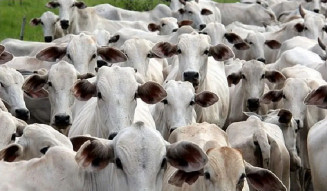 Segue aberto prazo para atualização cadastral e declaração do rebanho em MS