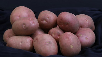 Pesquisa desenvolve batata de pele vermelha voltada à agricultura familiar