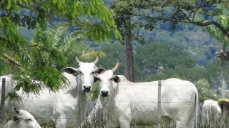 Confinamento de bovinos fica estável pela primeira vez desde 2015