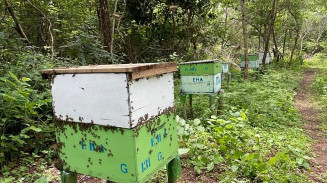 Apicultores devem tomar medidas para proteger abelhas do calor