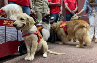 MS agora tem programa de castração e 1º plano para defesa e proteção da vida animal