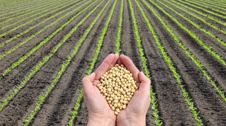 Mapa amplia calendário de plantio de soja em 7 estados