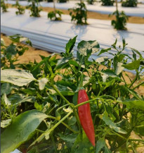 Tecnofam 2024 segue nos preparativos de campo a todo vapor