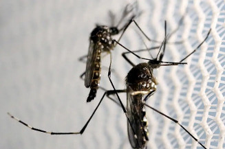 El Niño e altas temperaturas favorecem aumento de casos de dengue