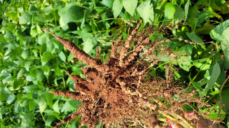 Retorno do La Niña deve aumentar proliferação de nematoides na soja