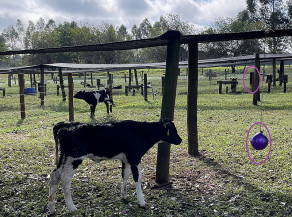 Interação e oferta de objetos para bezerros leiteiros podem ajudar a reduzir estresse da desmama