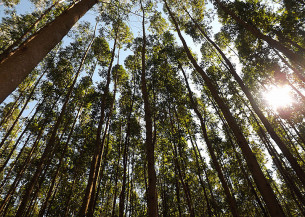 Eucalipto é capaz de armazenar grandes quantidades de carbono