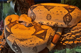 Bioparque garante 2ª chance para jiboia e reforça saúde e bem-estar animal como prioridades