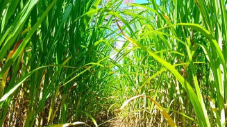 Cultivar de capim-elefante é opção de forragem durante seca