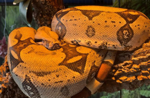 Cultivar de capim-elefante é opção de forragem durante seca