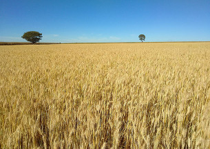 Cultivar de trigo tropical da Embrapa tem rendimento 12% superior em anos secos