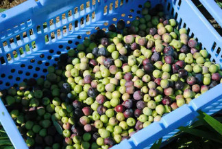 Em minoria nas prateleiras, azeite brasileiro tem mercado em expansão