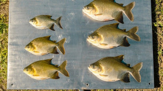 Técnica pode deixar tambaqui maior e mais pesado