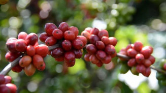 Café atinge maior preço desde janeiro de 2022