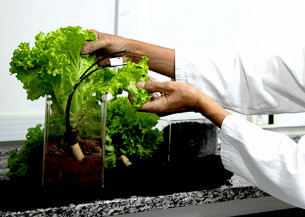 Nova versão de sensor para irrigação gera economia e aumenta a produtividade da lavoura