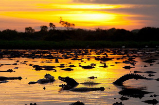Deputados de Mato Grosso do Sul aprovam inclusão do "Estado do Pantanal" na identificação visual do Governo