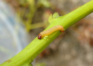 Pesquisa mostra que vespa é capaz de controlar a broca-das-pontas do cajueiro