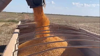 Brasil colheu 91,6% do milho verão e 28% do safrinha