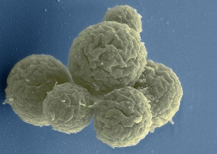 Cientistas avançam na pesquisa com genoma sintético