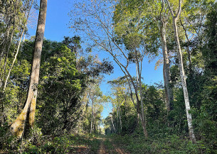Secas atrasam em 20 anos a reposição de estoques de madeira em floresta manejada
