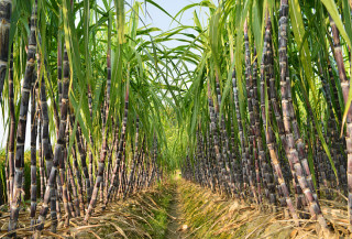 Mapa remaneja recursos do Plano Safra para financiamento de replantio de cana-de-açúcar