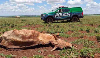 Pecuarista de Dourados é multado por deixar gado morrer de fome