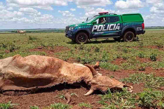 Pecuarista de Dourados é multado por deixar gado morrer de fome