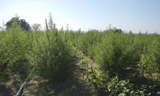 ExpoCannabis mostra potencial de empregabilidade no mercado da planta