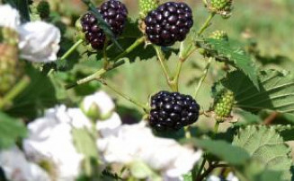 Nova amora BRS Karajá se destaca pela ausência de espinhos e cor preto-avermelhada