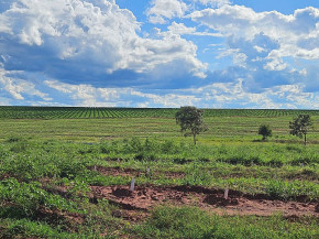 Cassilândia vira novo polo de produção de laranjas em MS e deve ter mais de 3 mil hectares plantados