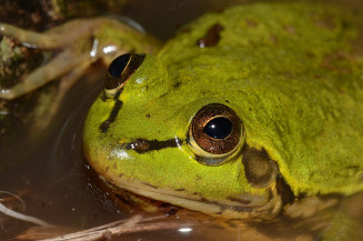 Espécies de anfíbios podem desaparecer do Pantanal nos próximos 75 anos