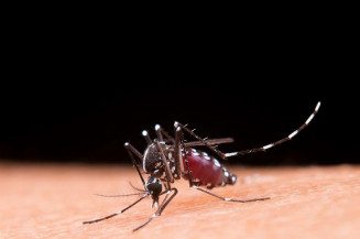 Dengue pode ter acometido 3.801 pessoas em Mato Grosso do Sul