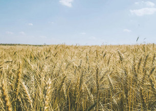 Embrapa enfatiza recomendações para o sucesso no plantio de trigo