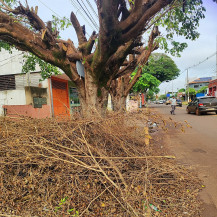 Vereador Dill do Povo cobra providências da Energisa sobre podas de árvores em Dourados