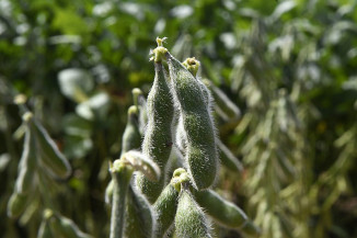 Mato Grosso do Sul prevê safra recorde de soja com 14,6 milhões de toneladas em 2025