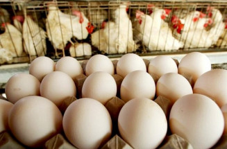 Mato Grosso do Sul produz 1,1 bilhão de ovos em 2023 e amplia exportações para os EUA