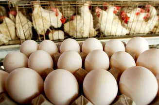 Mato Grosso do Sul produz 1,1 bilhão de ovos em 2023 e amplia exportações para os EUA