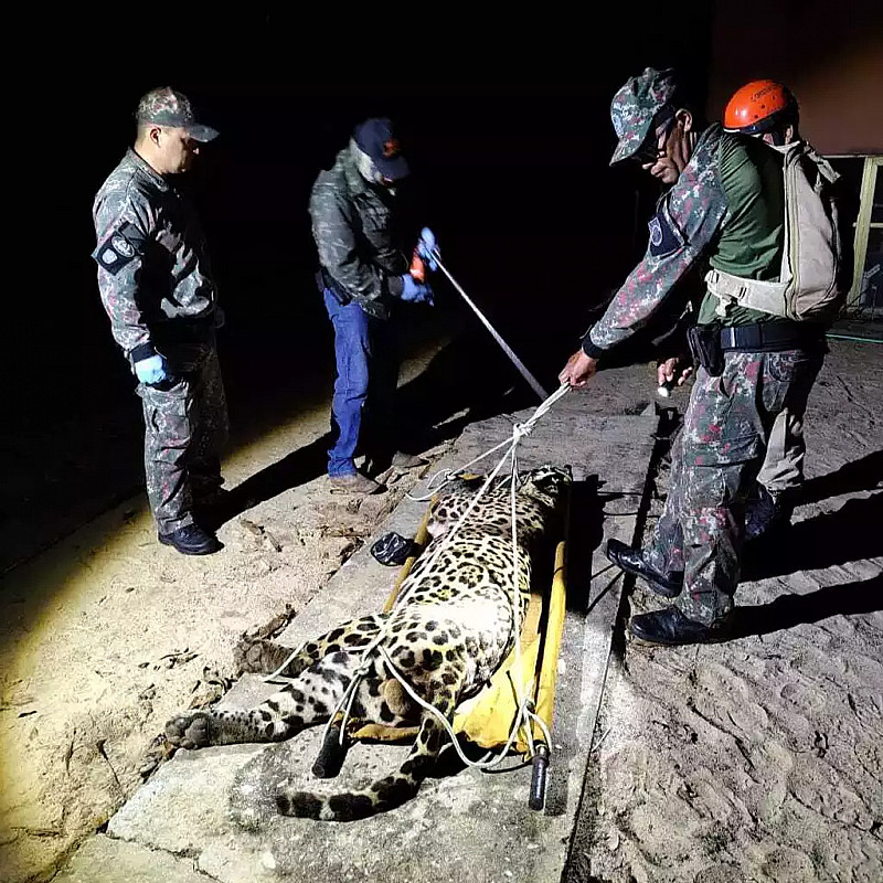 Onça Pintada Que Devorou Caseiro No Pantanal é Capturada Instams