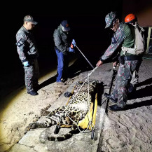 Onça-pintada que devorou caseiro no Pantanal é capturada