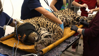 Onça-pintada capturada no Pantanal não será devolvida à natureza