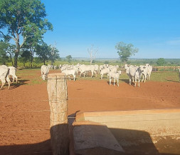 Polícia recupera mais de 50 cabeças de gado furtadas e prende quadrilha especializada