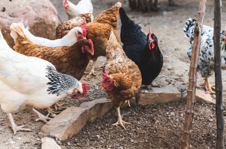 Agraer, Embrapa e Iagro reforçam prevenção à gripe aviária com foco na agricultura familiar