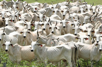 Pantanal terá plano de fortalecimento para todas as cadeias pecuárias