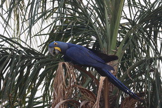 1º Big Day das Araras Azuis acontece dias 16 e 17 de agosto no Brasil