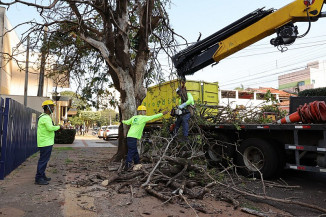 Prefeitura inicia supressão de árvores condenadas e vai plantar o dobro de mudas