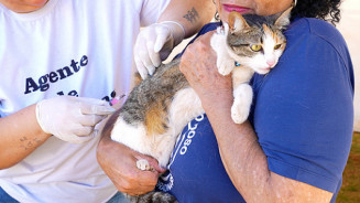 Mutirão de vacinação antirrábica imuniza mais de 1,8 mil animais em Nova Andradina